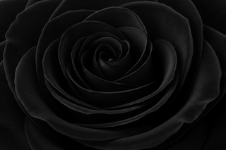 ROSE | FRAGRANCE