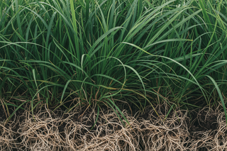 VETIVER | FRAGRANCES