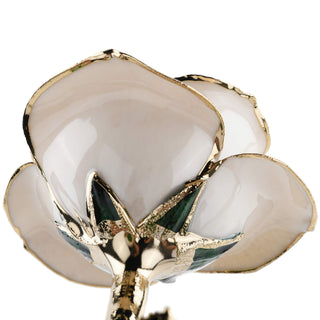 Timeless Rose | White